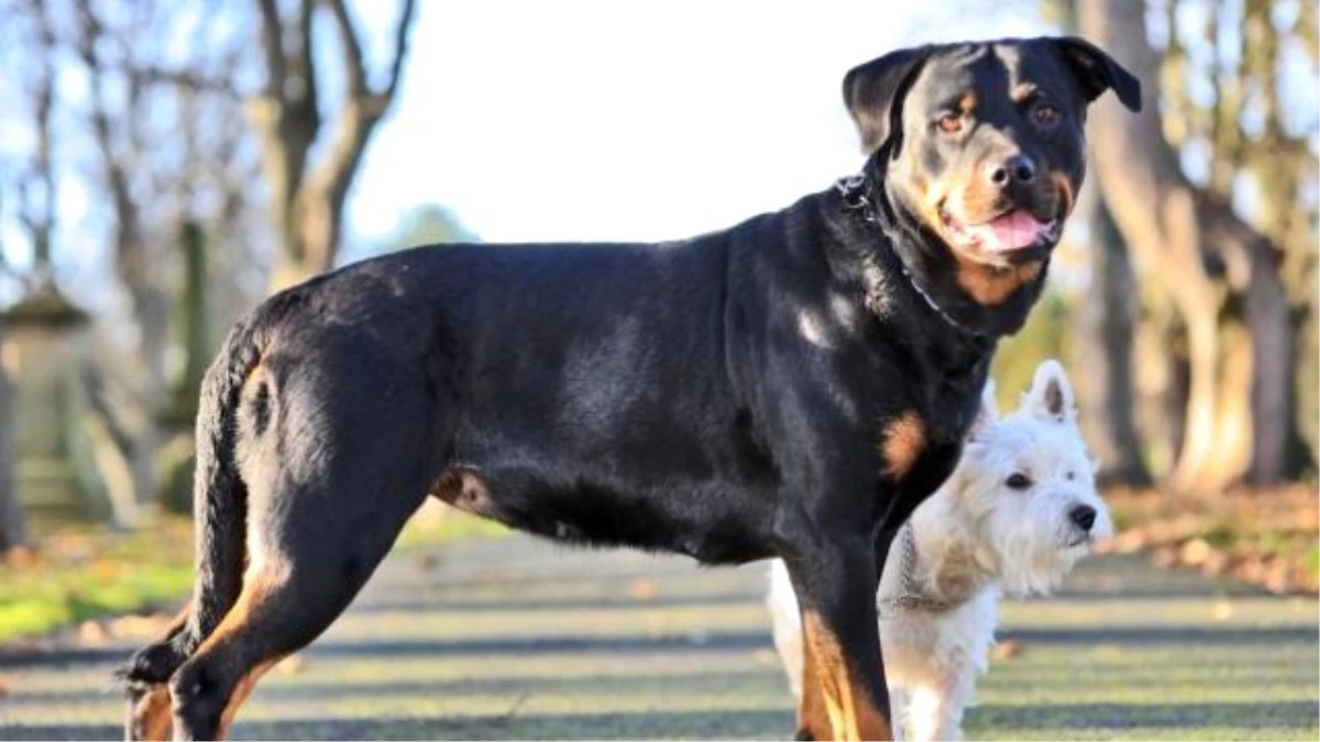 Rottweiler ile Terrier\'in Çiftleşmesinden Doğan Yavrular Şaşırttı