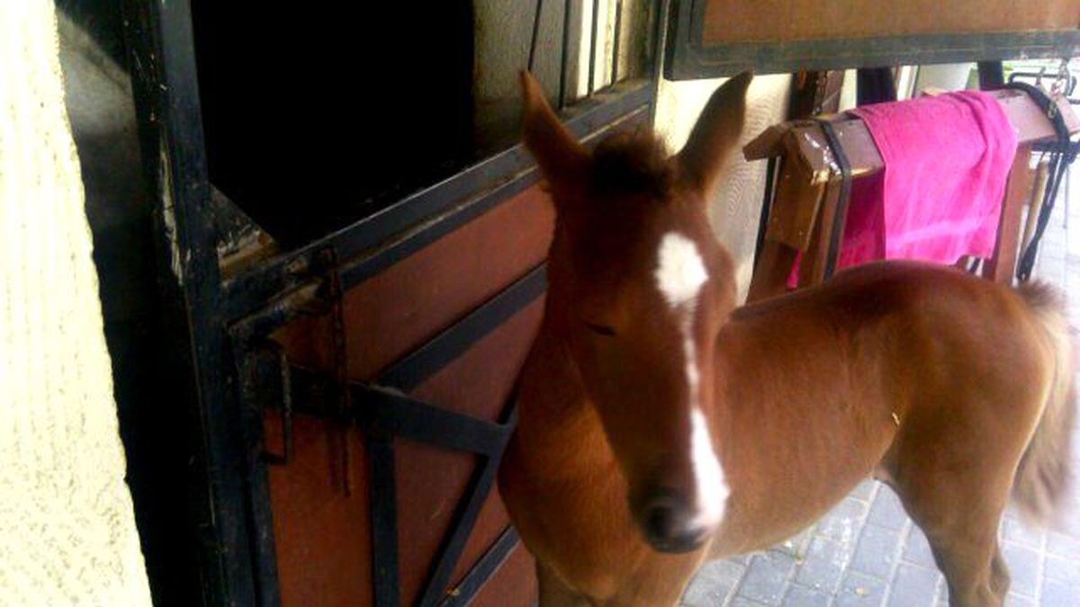 Tay Park Ailesi Büyüyor