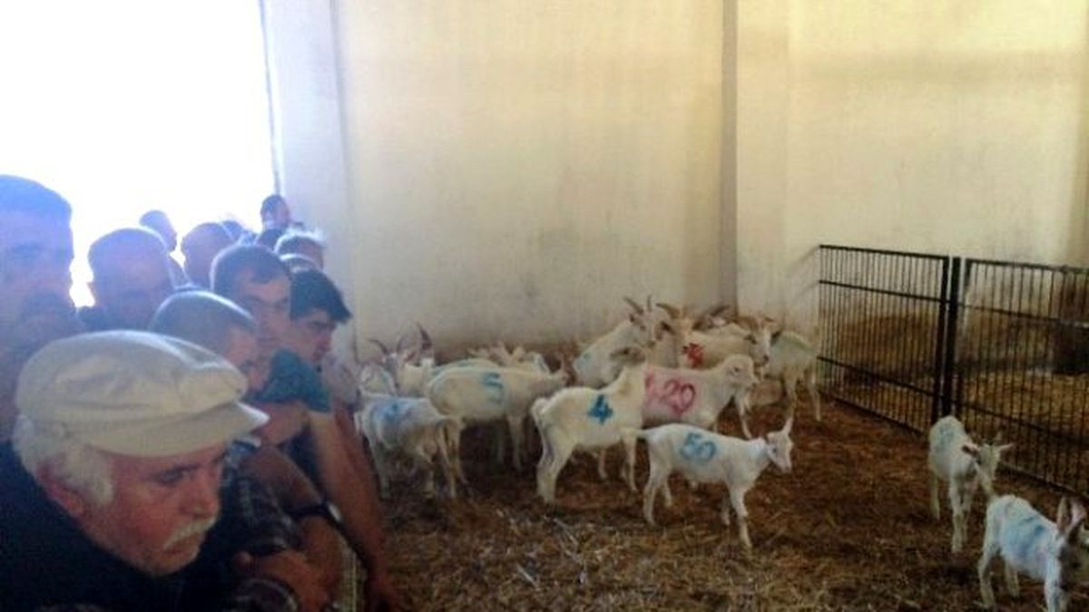 Üniversiteli Oğlaklar Kapış Kapış
