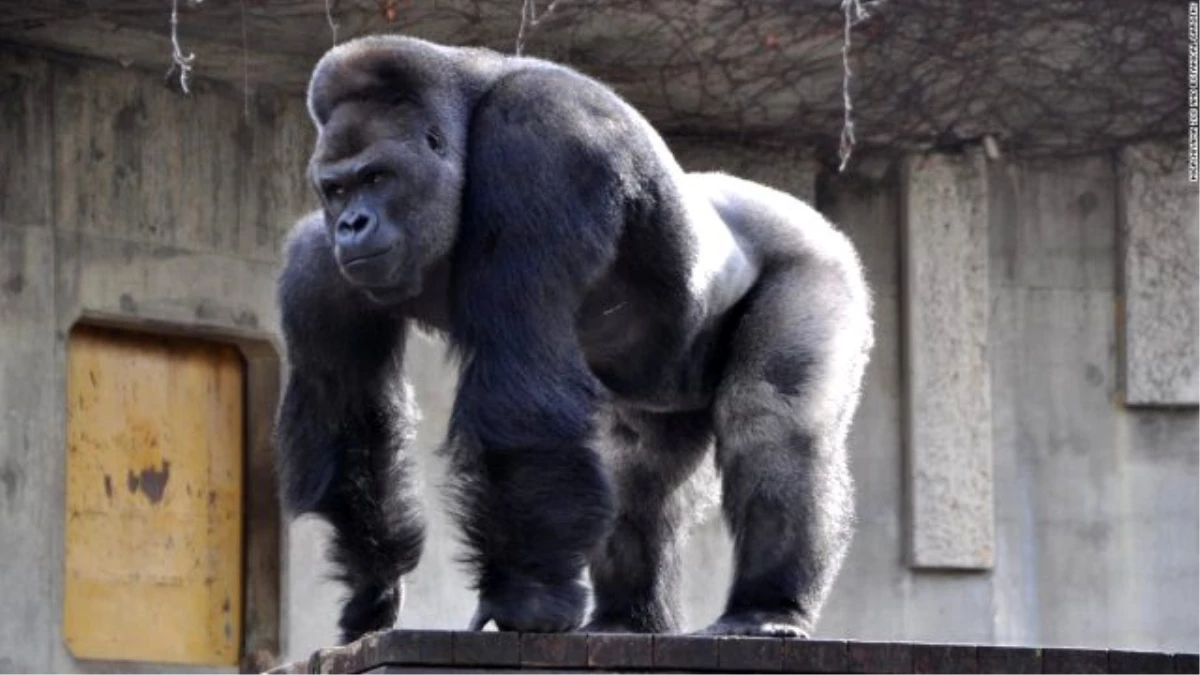 Yakışıklı Goril Japonya\'da Fenomen Oldu