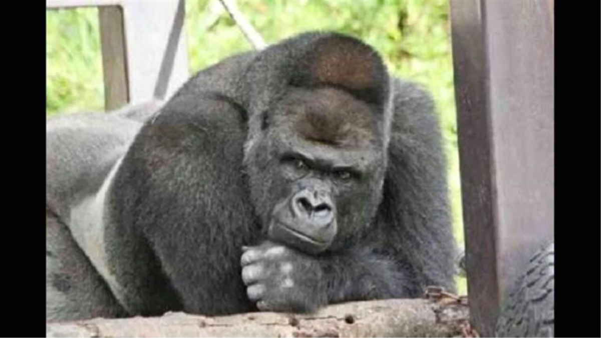 Yakışıklı Gorile Ziyaretçi Akını