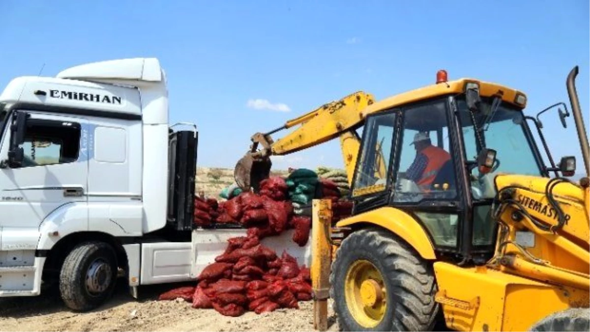 10 Ton Bozuk Midye İmha Edildi