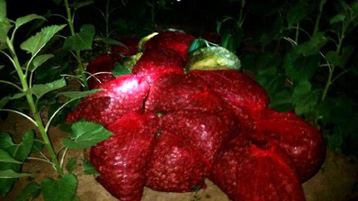 2 Ton Midyeyi Tarlaya Döküp Kaçmak İsterken Yakalandılar