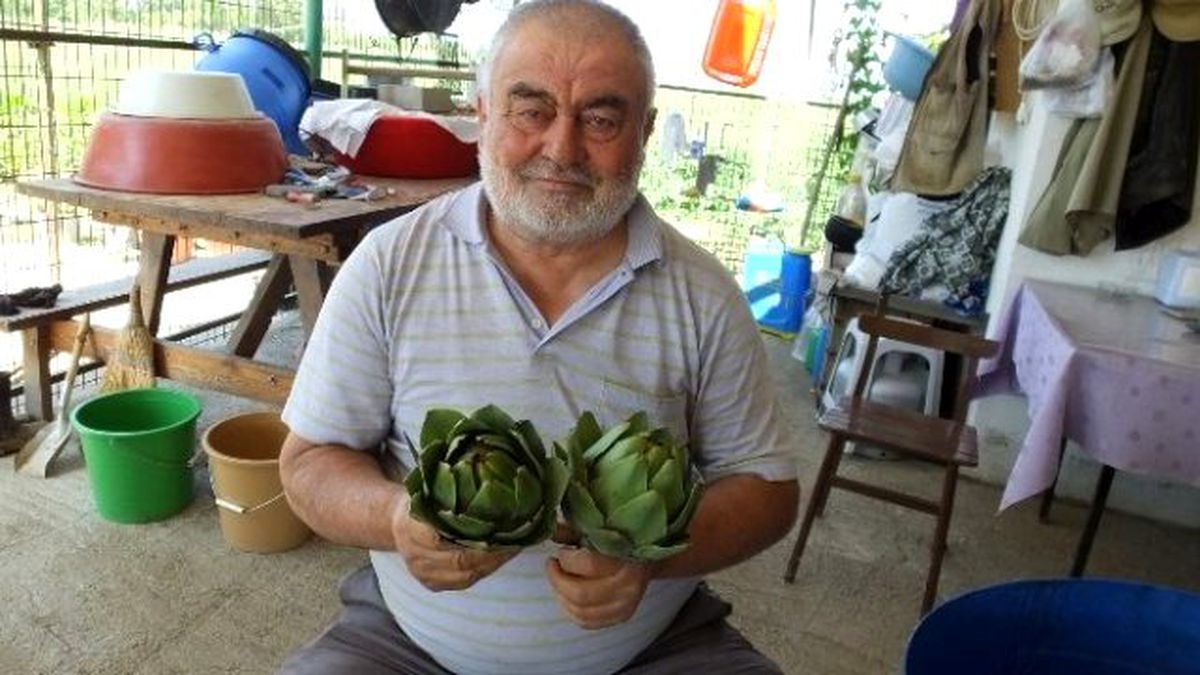 Burhaniyeli Çiftçi Her Mevsim Enginar Satıyor