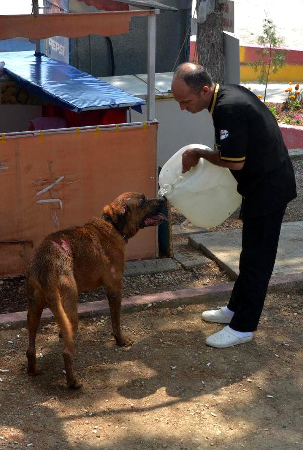 Depoda Yangın Çıktı, Mahsur Kalan Köpekler Telef Olmaktan Son Anda Kurtarıldı