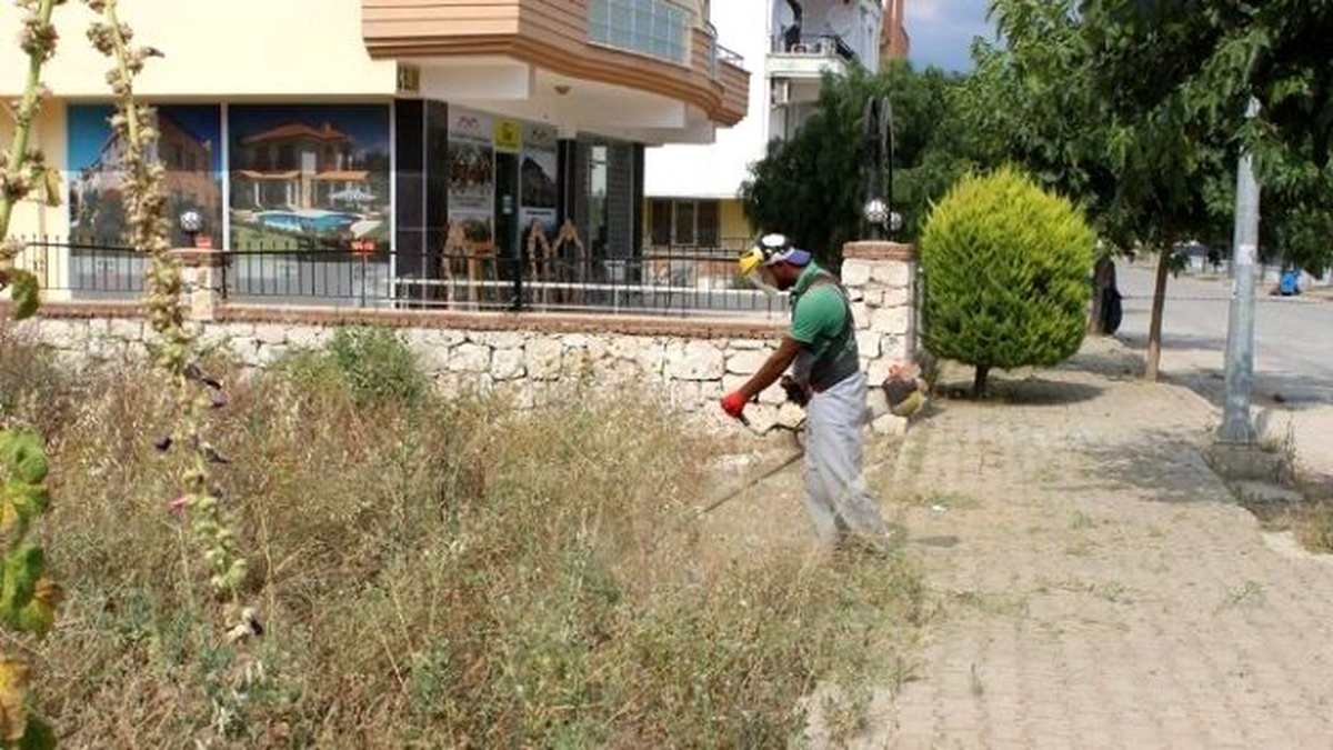 Didim\'de Yabani Ot Temizliği Yapılıyor