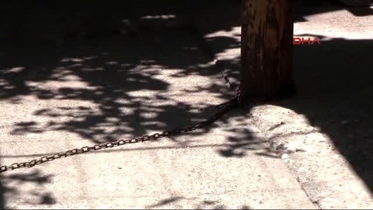 İskenderun - Kaybolan Köpeği İçin \'Çocuklara Zarar Verebilir\' Dedi