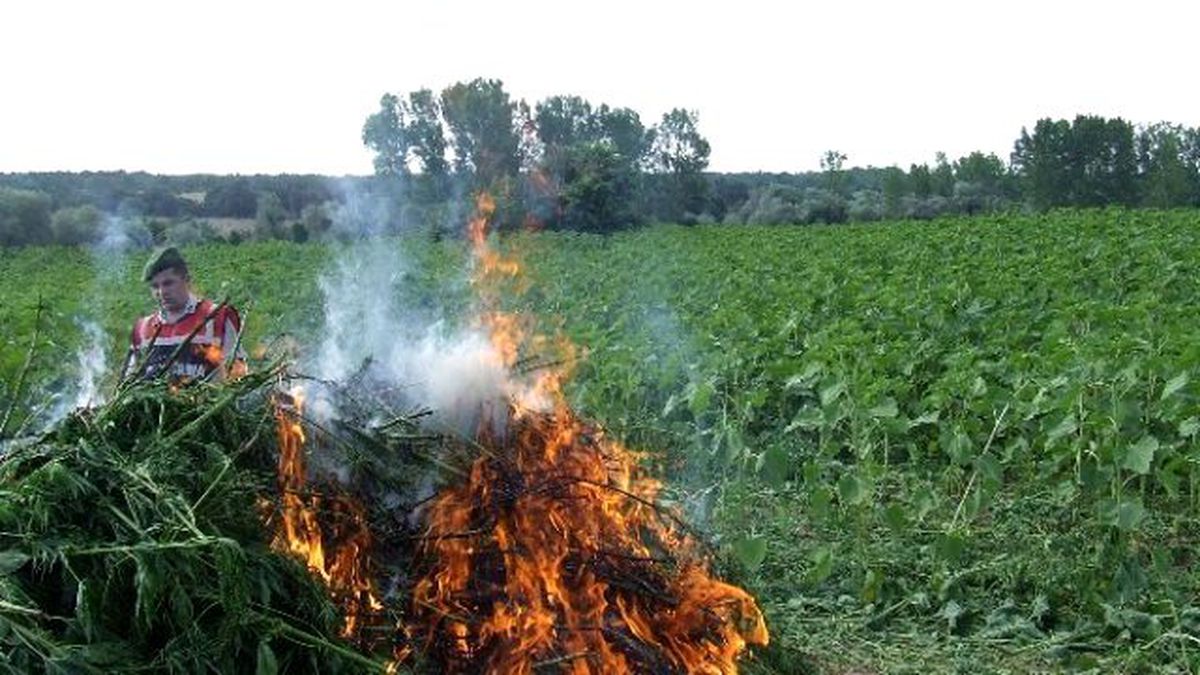 Kırklareli\'de 55 Bin Kök Kenevir İmha Edildi