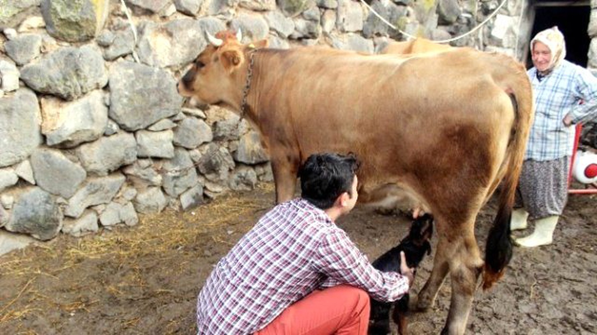 Annelerini Kurt Yiyen Oğlaklara İnek Annelik Ediyor