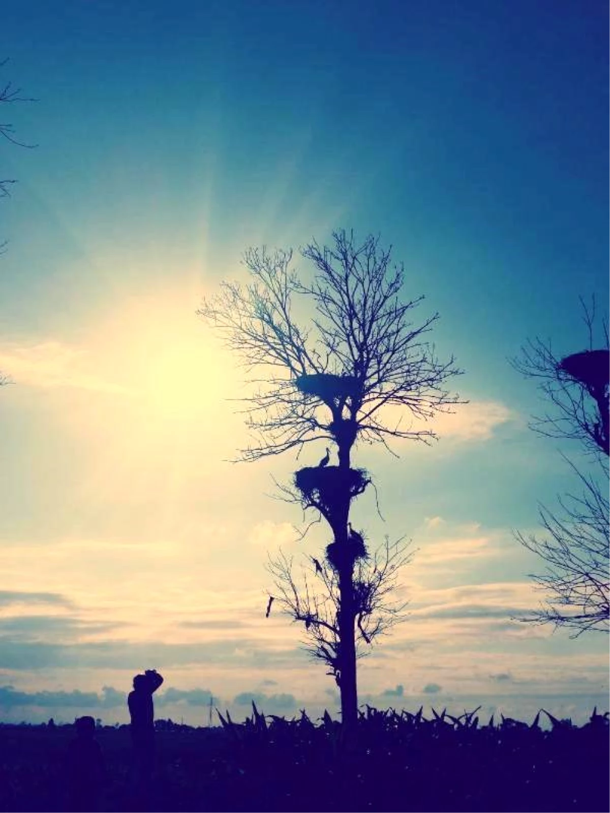 Samsun'da 'Leylek Ormanı' İlgisi