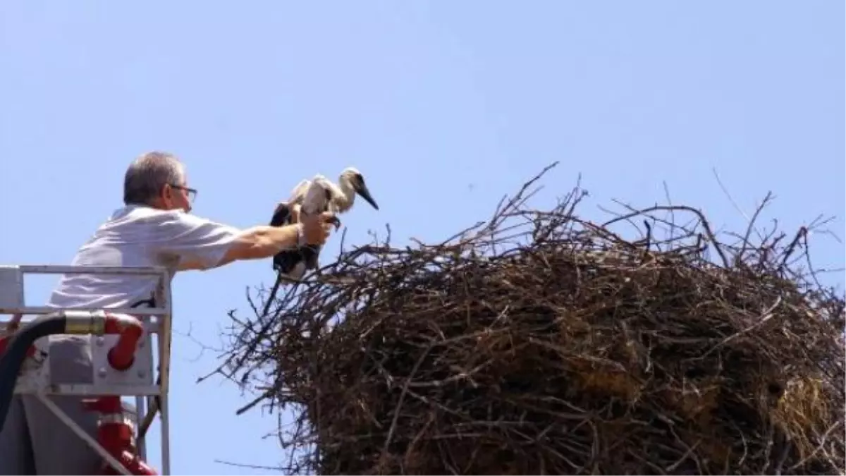 Sındırgı\'da Yıkımı Geciktiren Leylek Yavrularına Halka Takıldı