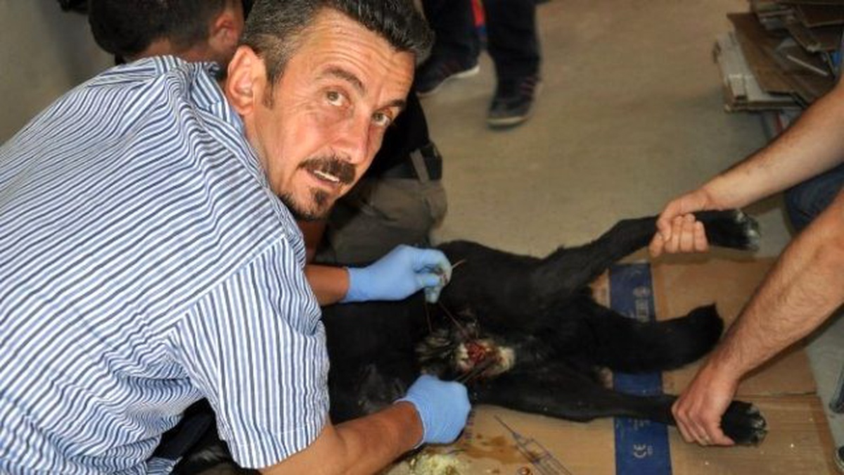 Yarılı Olan Köpeği Veteriner Hekim Kurtardı