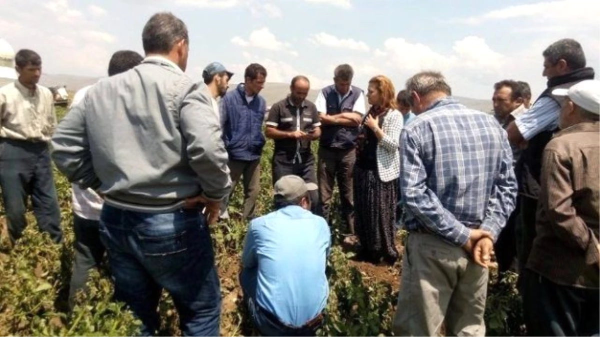 CHP\'li Vekil, Şalvarını Giyip Patates Üreticilerini Ziyaret Etti