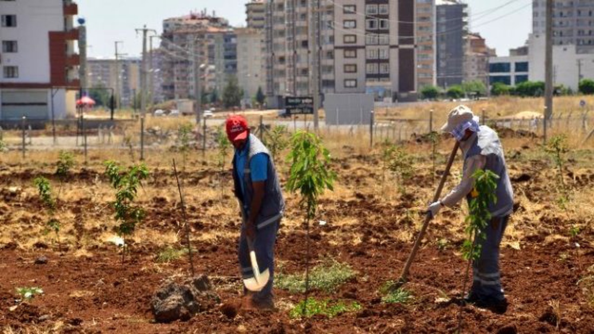 Diyarbakır\'da Meyve Bahçesine 800 Adet Fidan Dikildi