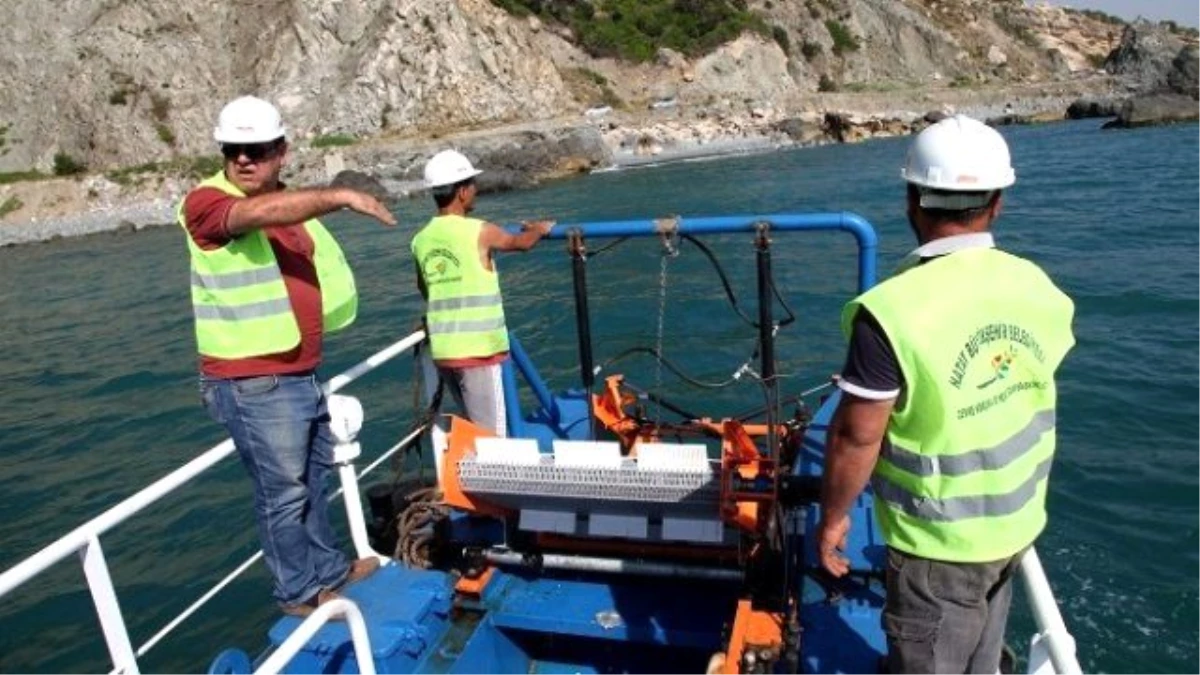 Hatay Büyükşehir Belediyesi Deniz Kıyılarını Temizliyor