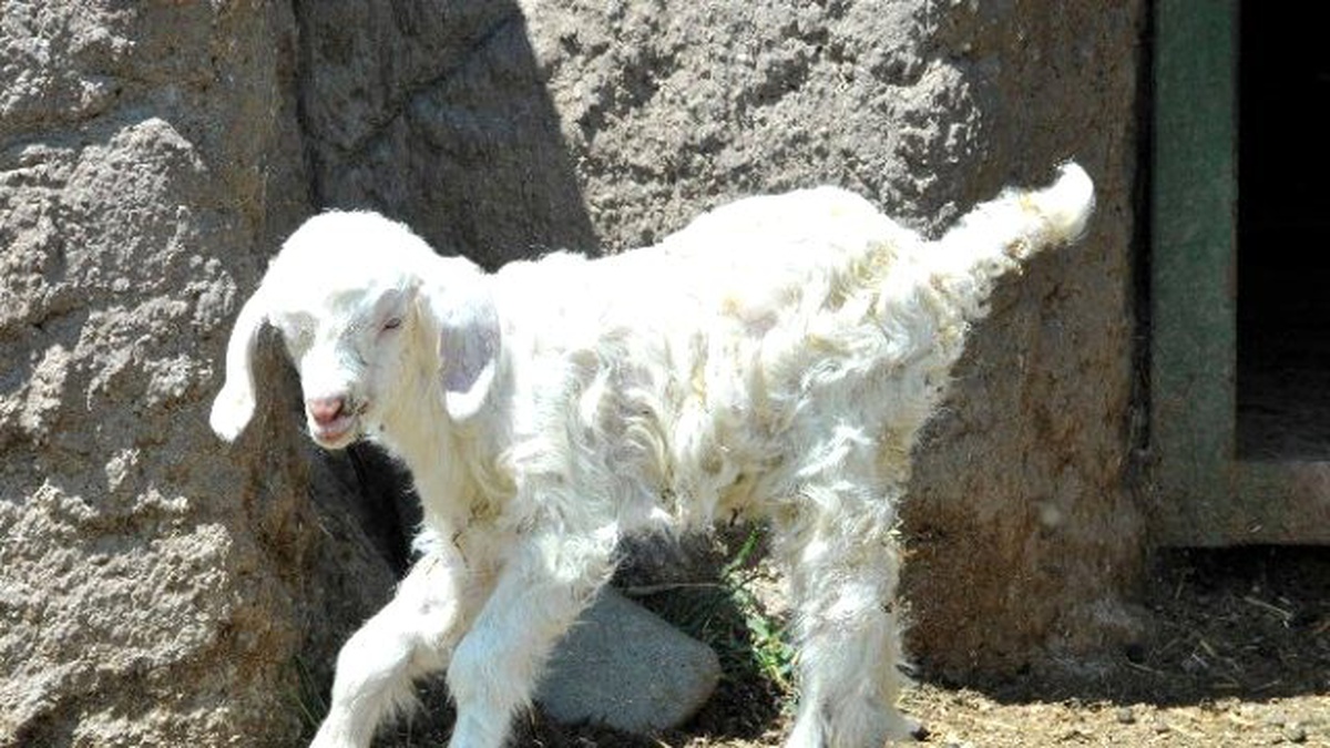 Keçiören Aquapark\'ta Oğlak ve Geyik Yavruları Dünyaya Geldi