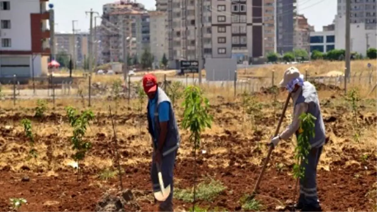 Meyve Bahçesine 800 Adet Fidan Dikildi