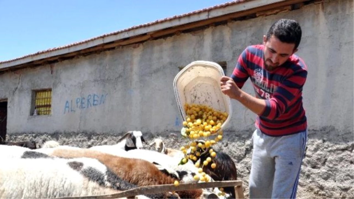 Satılamayan Beyaz Kirazlar Koyunlara Yem Oldu