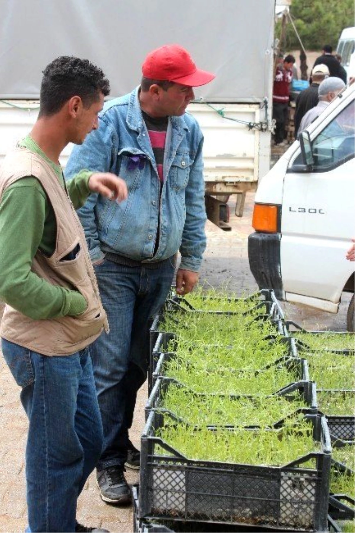 Tıbbi Aromatik Bitki Yetiştiricilerine Dekara 100 Liralık Destek