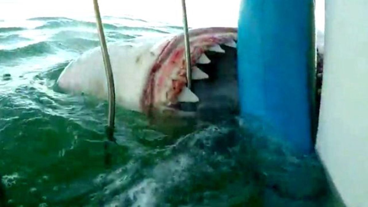 Vahşi Köpek Balığı Dalgıçlara Saldırdı