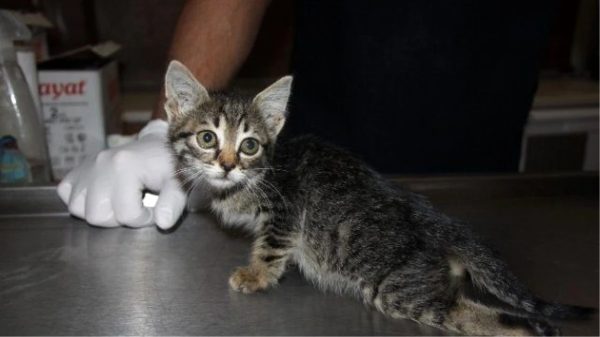 Bursa\'da Kuzenler Yaralı Kediyi Harçlıklarıyla Veterinere Götürdü