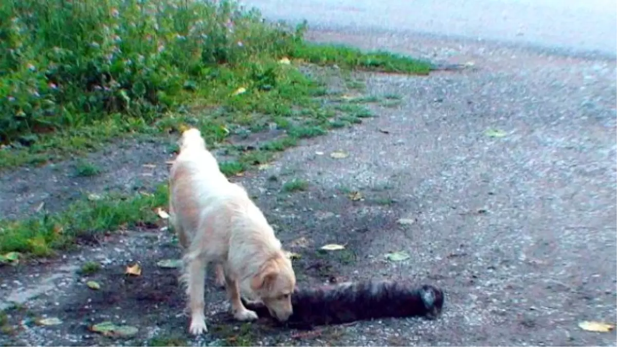 Yavrusu Ölen Sokak Köpeğinin Yürek Burkan Görüntüleri