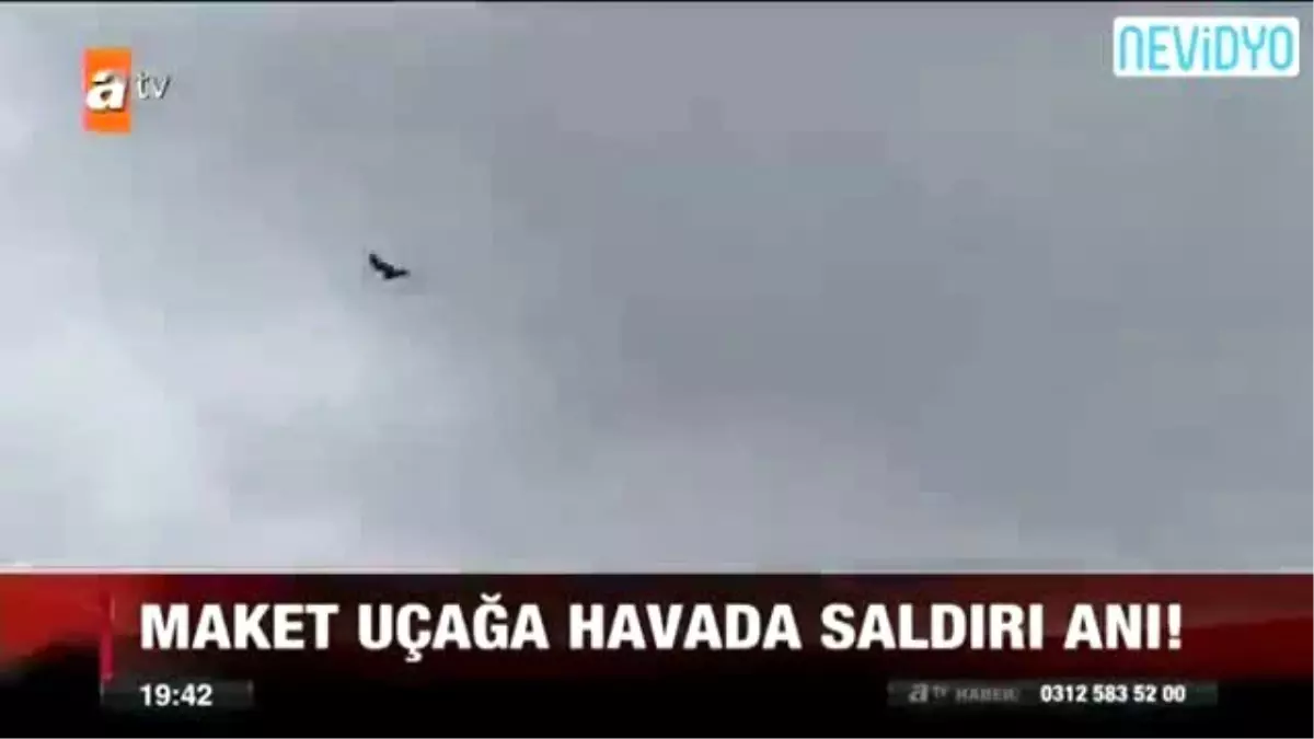 Yırtıcı Kuşlar Maket Uçağa Saldırdı