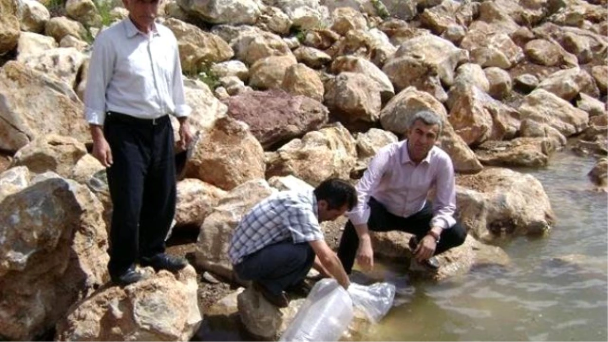 Amasya\'da 2 Gölete 20 Bin Yavru Balık Bırakıldı