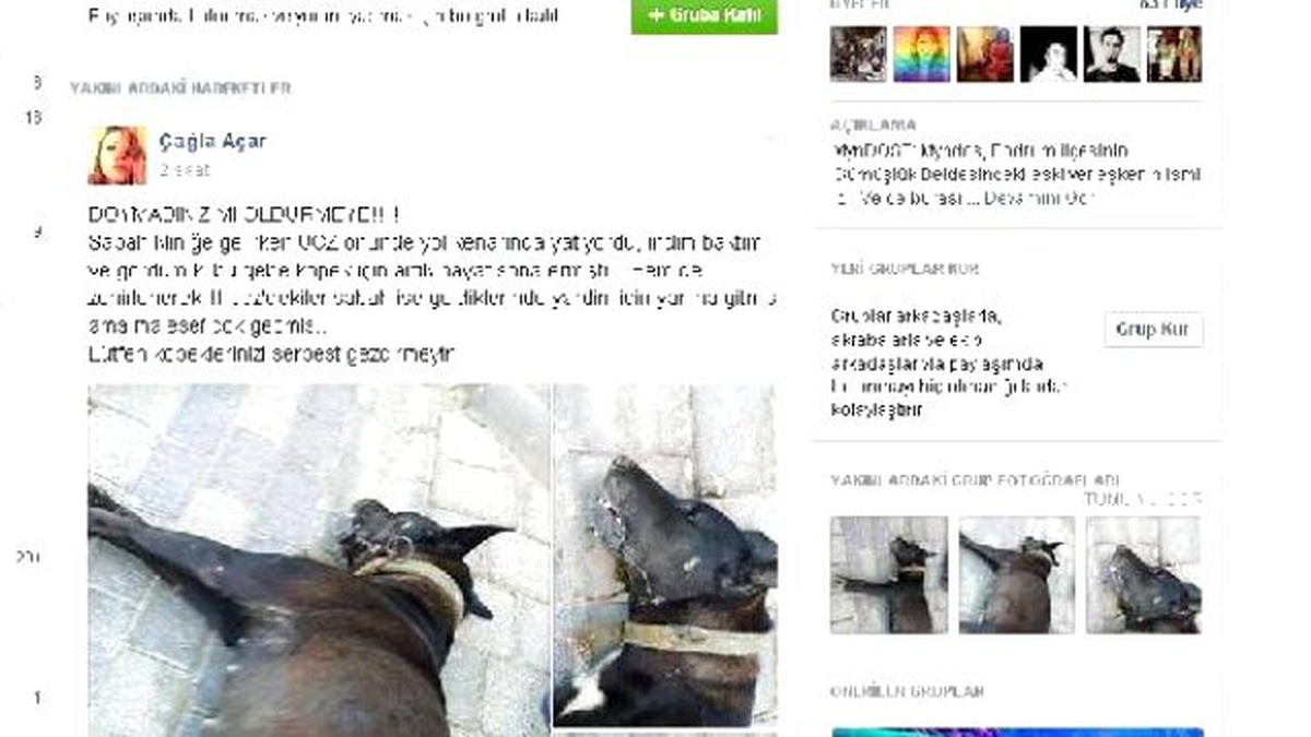 Bodrumlu Veterinerden Köpek Ölümlerine Tepki