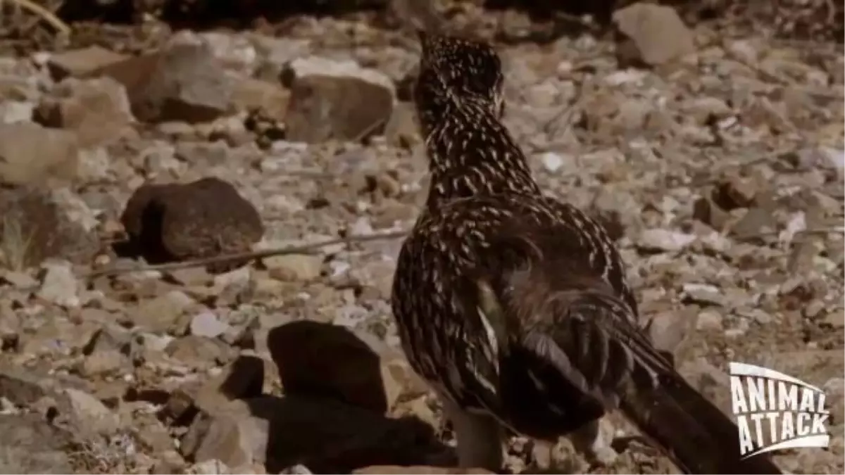 Çıngıraklı Yılan ile Roadrunner Karşılaşırsa