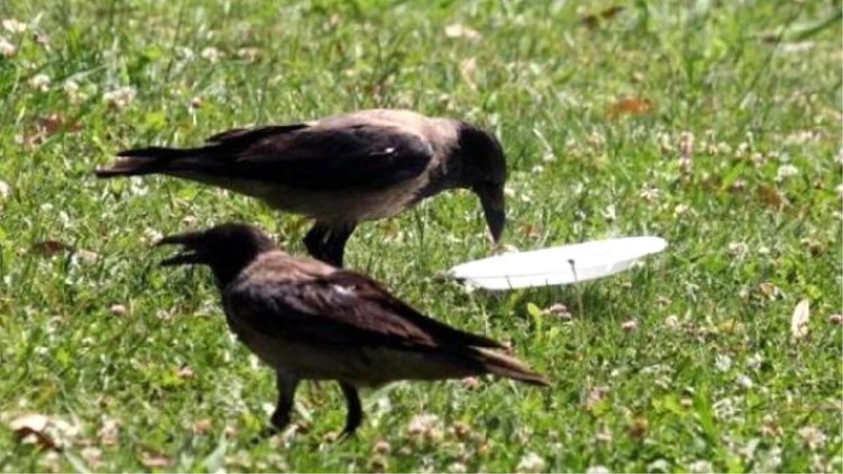 Environmentalist Crow" İn Turkish City Goes Viral
