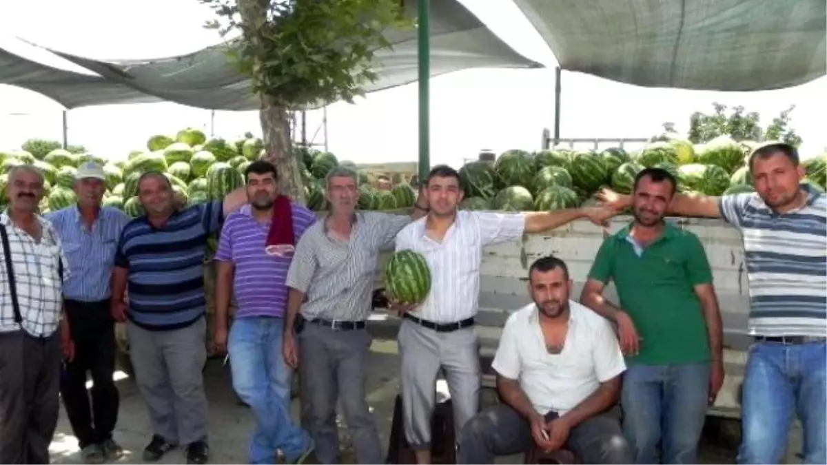 Havalar Isınmayınca Tüketim Artmadı, Karpuz Tarlada Kaldı