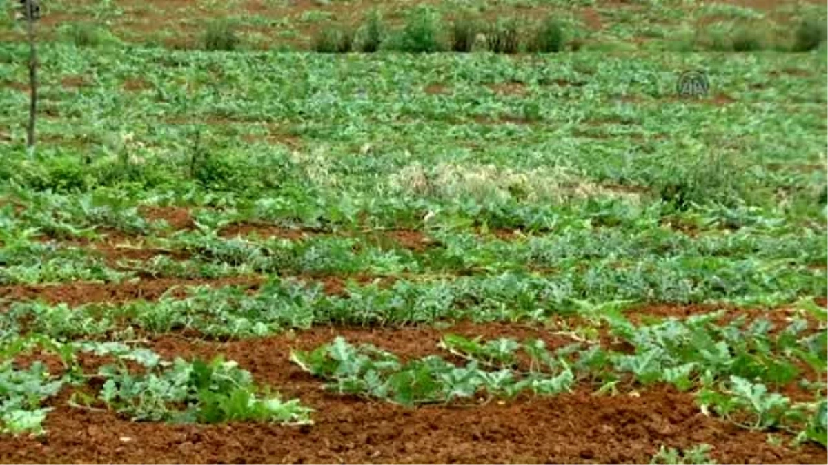 Karadeniz Karpuzunda Rekolte Düşüşü Beklentisi