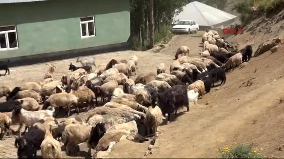 Yüksekova Köydeki 3 Çeşme Kuruyunca Su Sıkıntısı Başladı