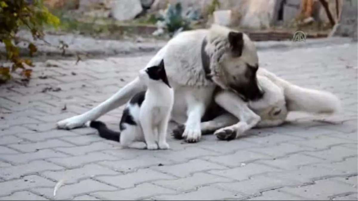 Anneleri Ölen Kedilere Köpek Bakıyor