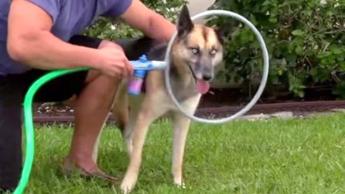 Banyo Yapmayan Köpeği İçin Aparat Tasarladı