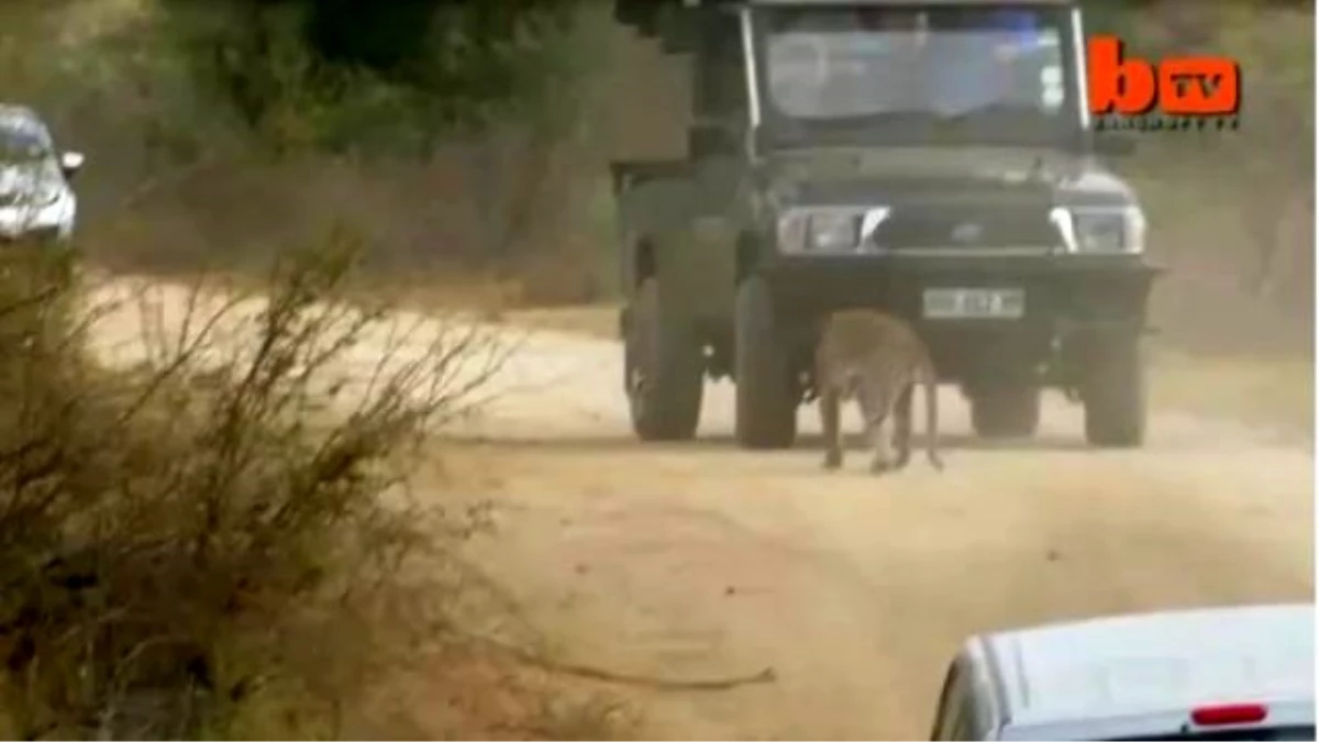 Rehberin Kolunu Kapan Leopar, Ezilerek Öldürüldü