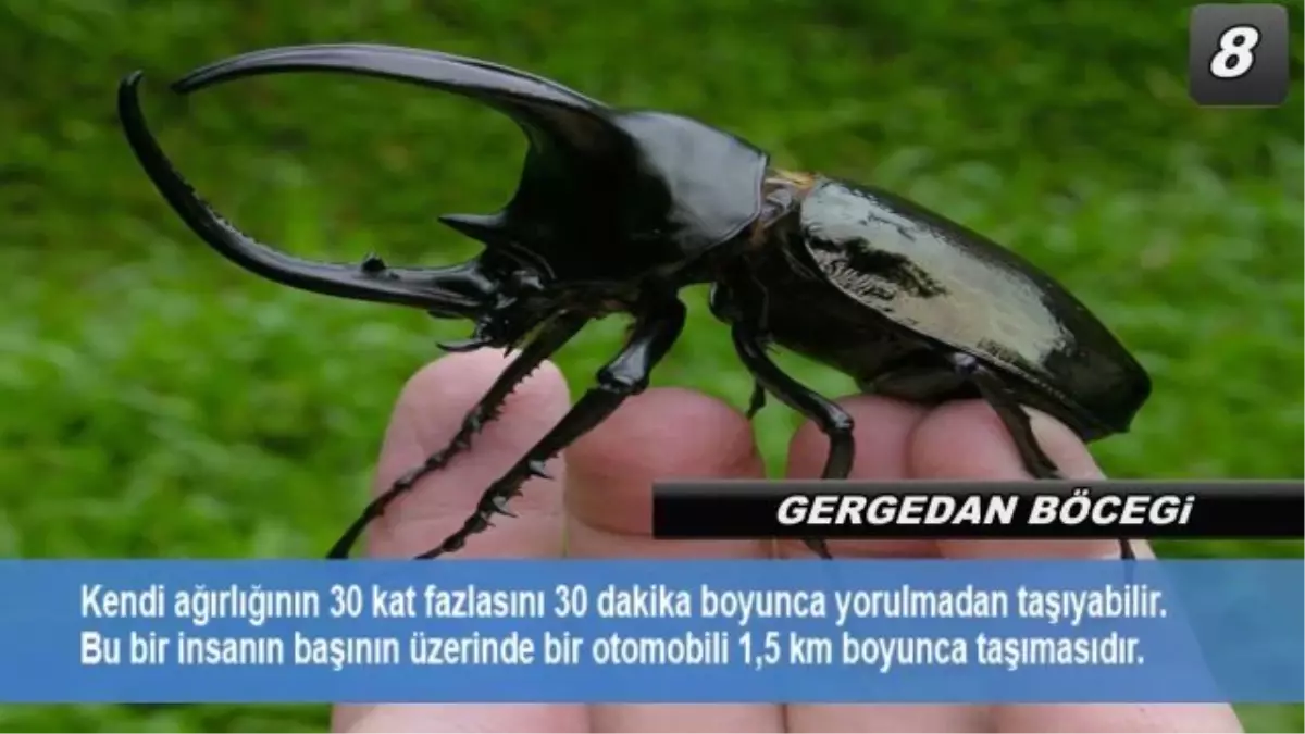 Dünyanın En Güçlü 10 Böceği