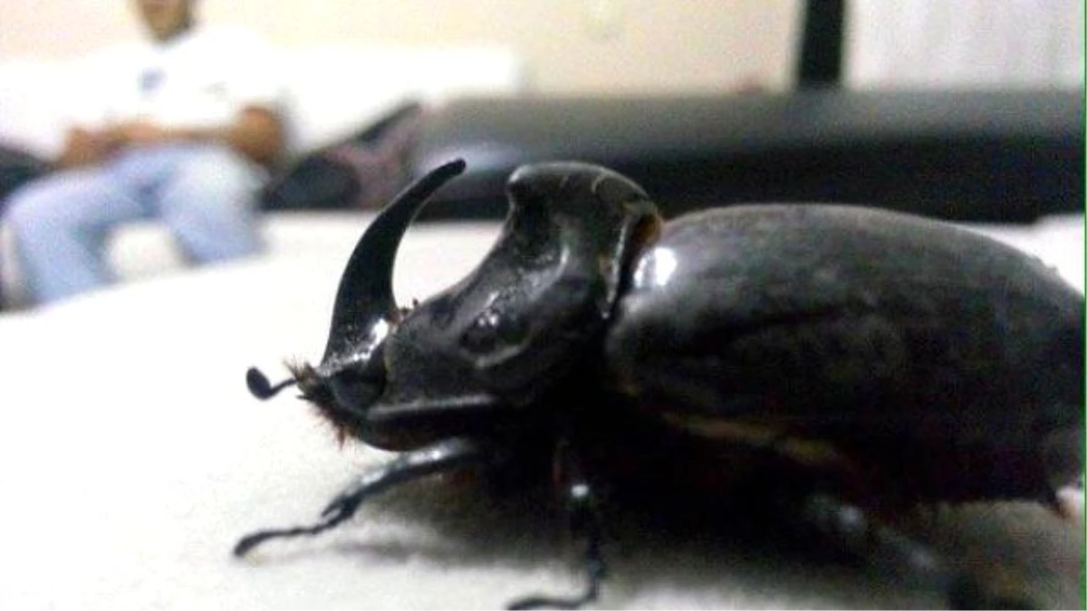 İftar Vakti Masasında Gergedan Böceği Buldu