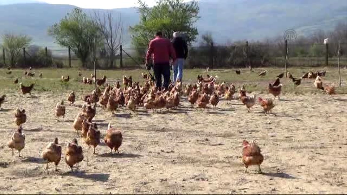 Çaycuma\'da Köy Yumurtası Talebi Seyyar Kümes Yaptırdı