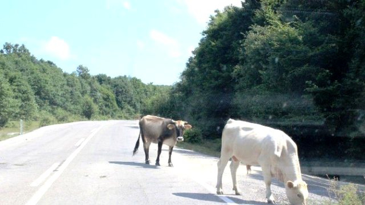 Tatilcilerin Kullandığı Yolun Kenarında Otlayan Hayvanlar Trafiği Olumsuz Etkiliyor