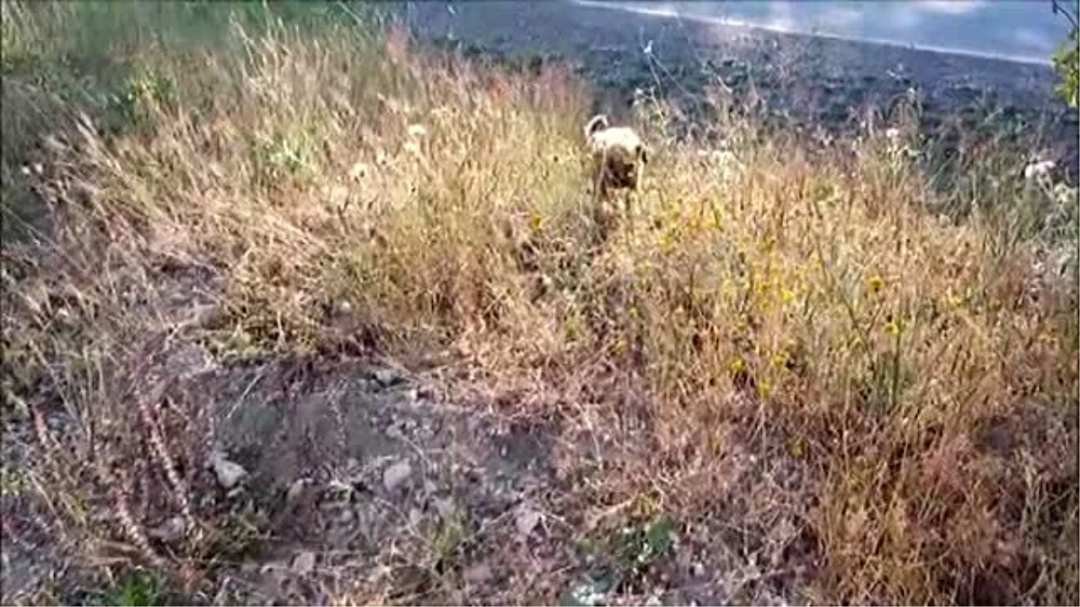 Kütahya\'da Bir Vatandaş Kafası Kesilmiş Köpek Buldu