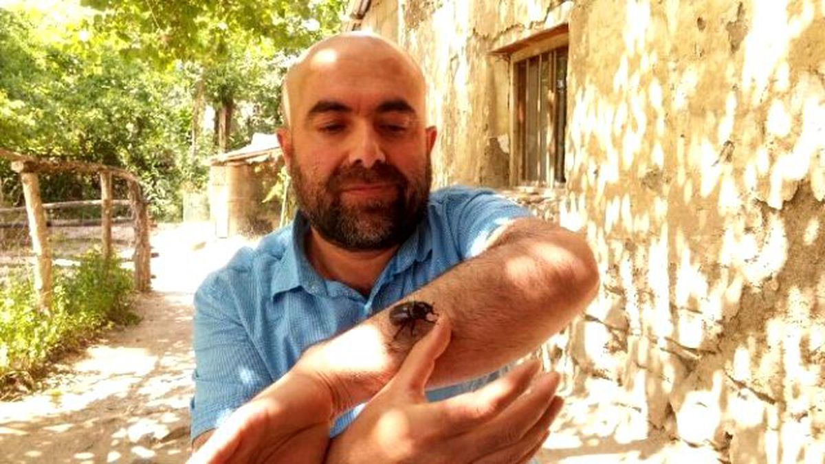Bir Gergedan Böceği de Van\'da Bulundu