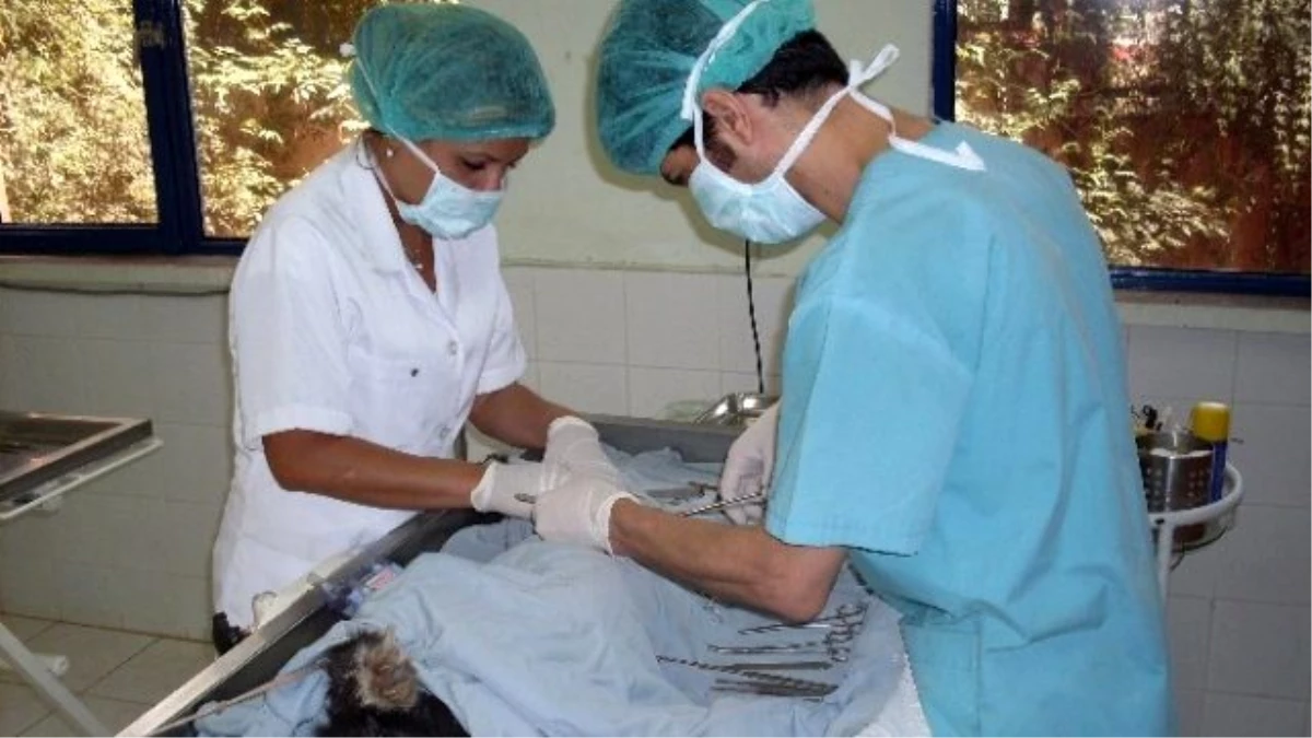 Büyükşehir\'den Yaralı Hayvanlara Ambulanslı Müdahale