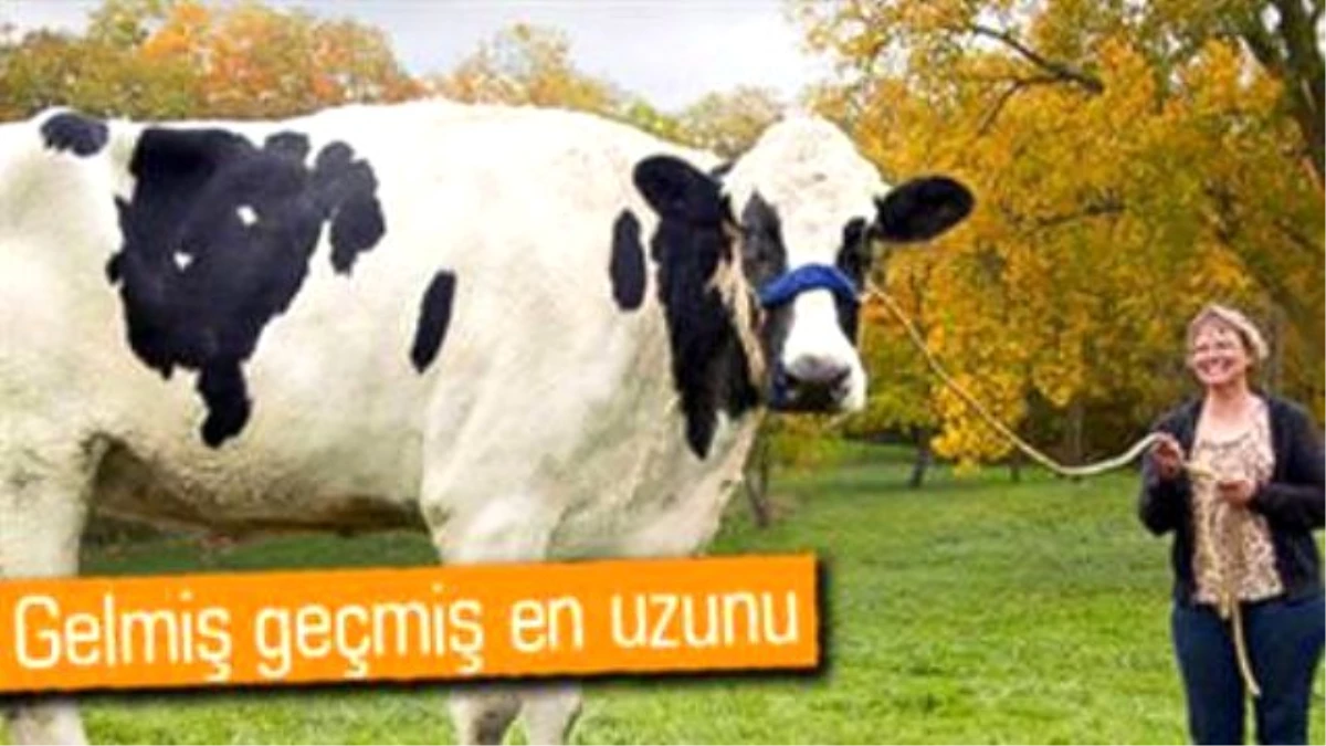 Dünyanın En Uzun İneği Guinness Rekorlar Kitabı'na Girdi