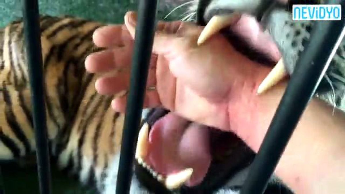 Kaplana Kolunu Kaptırdı!