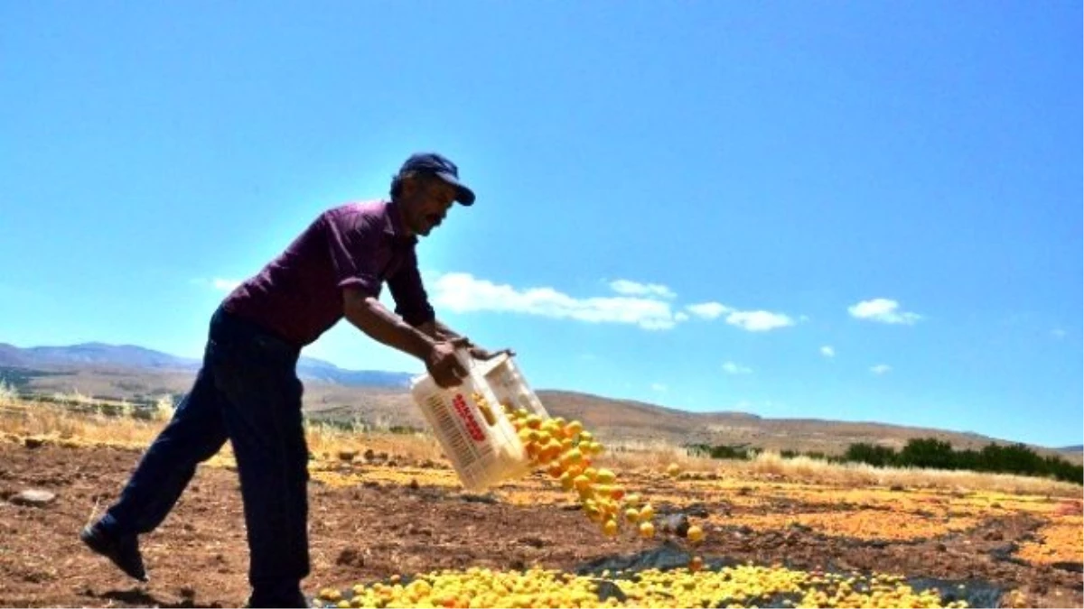 Kayısıda Hasat Dönemi Sürüyor