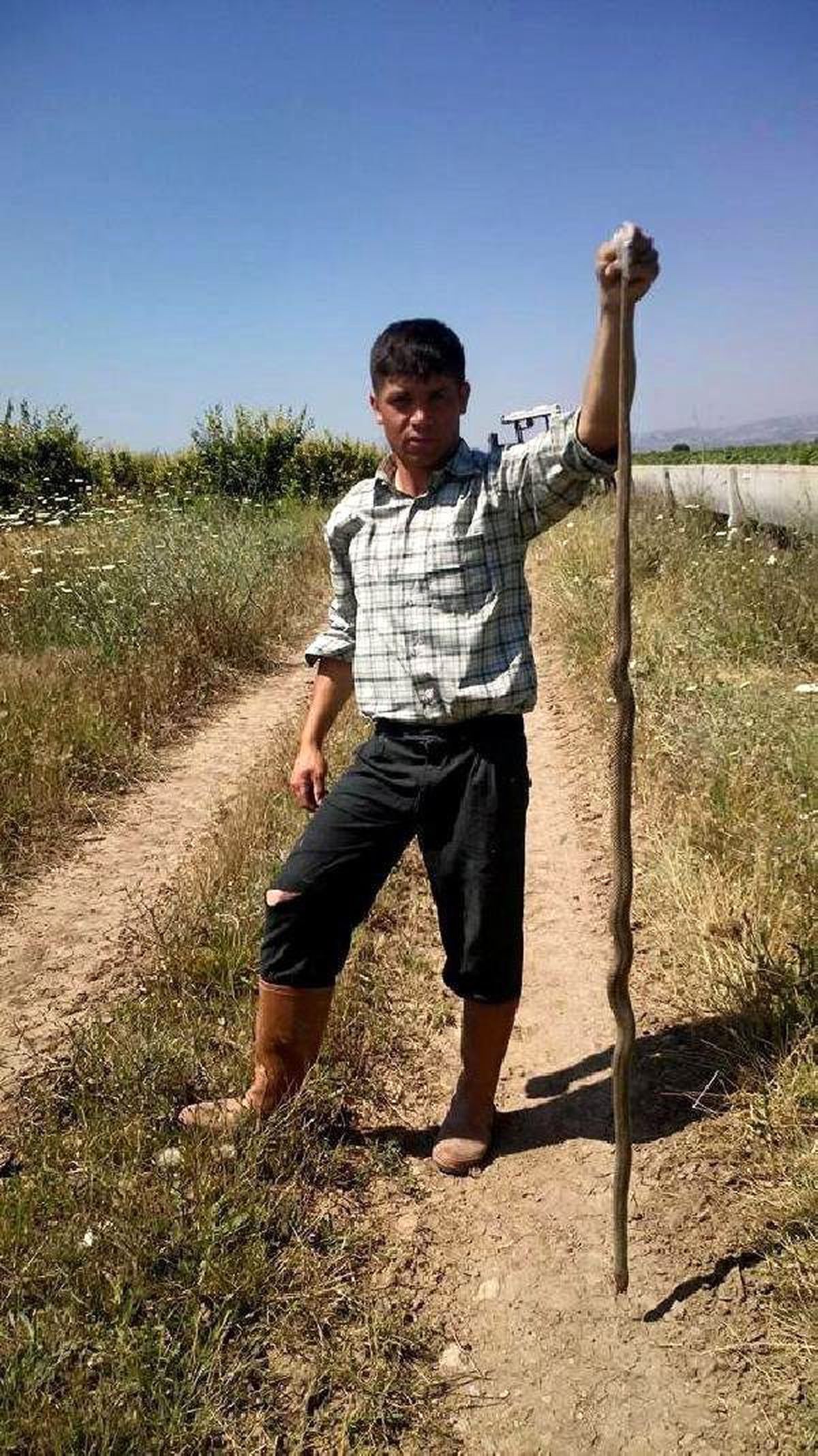 Kendisine Saldıran Yılanı Öldürdü