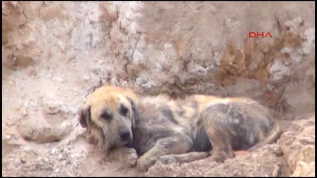 Leylekler de Köpekler de Çöp Alanında Yaşam Savaşında