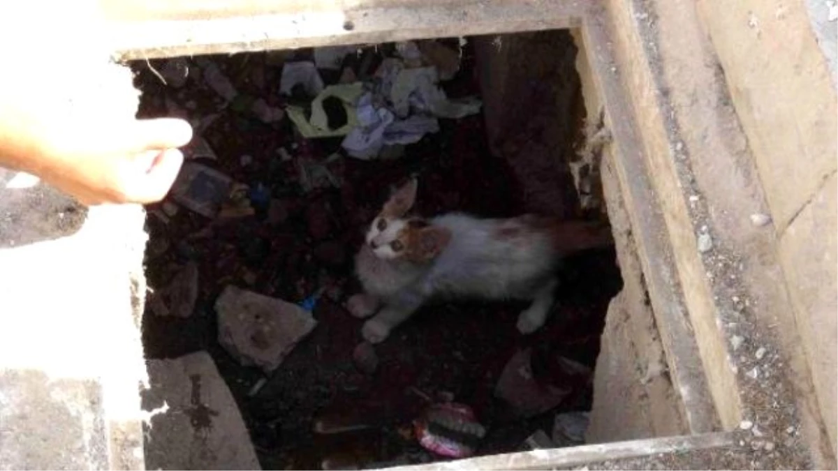 Nusaybin\'de Kanalizyasyonda 4 Gün Mahsur Kalan Yavru Kedi Kurtarıldı